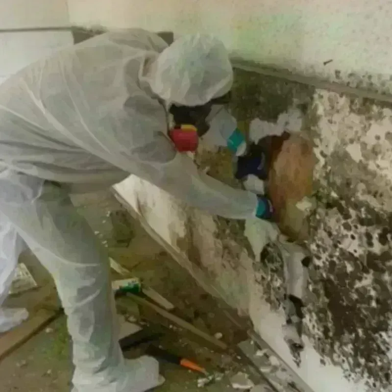 Mold Remediation and Removal in Dickson, OK